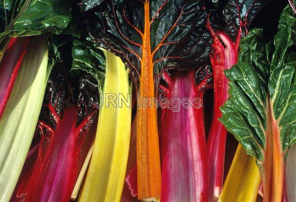 Swiss chard 'Bright Lights'