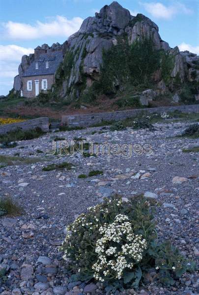 Brassica oleracea