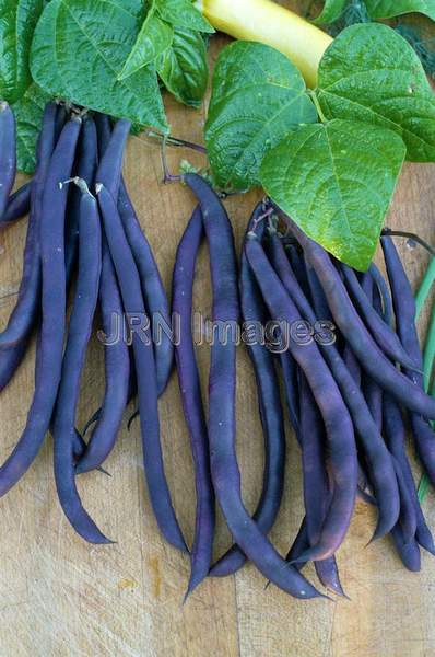 Pole bean 'Trionfo Violetto'