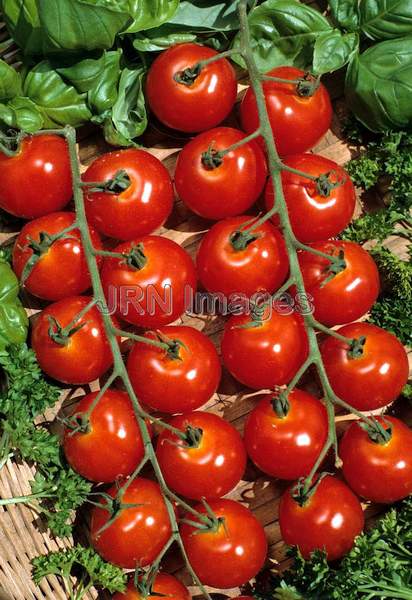 Tomato 'Sweet 100'