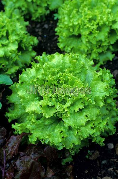 Lettuce 'Grand Rapids'