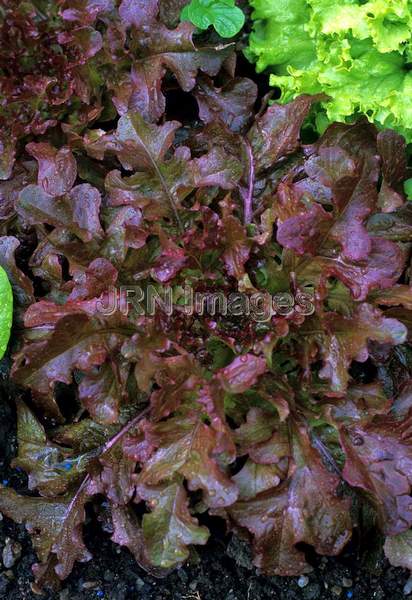 Lettuce 'Red Oak Leaf'