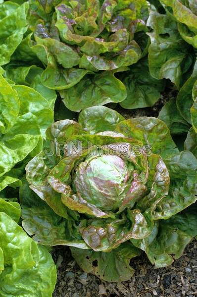 Lettuce 'Red Iceberg'