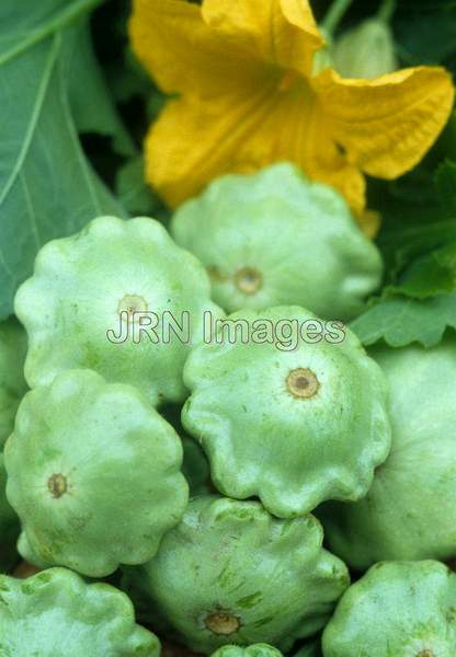 Scallop squash 'Peter Pan'