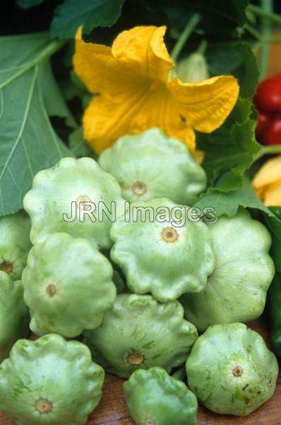 Patti pan squash 'Peter Pan'