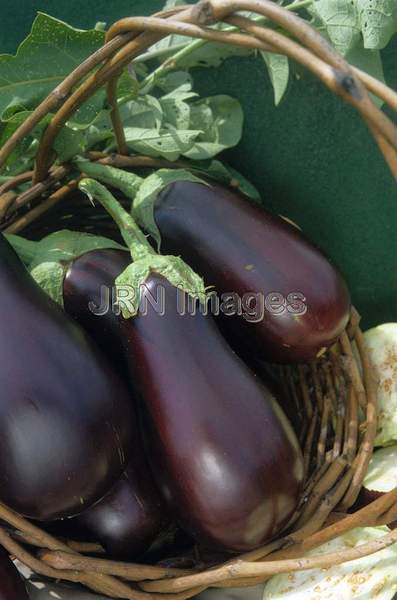 Eggplant 'Black Beauty'