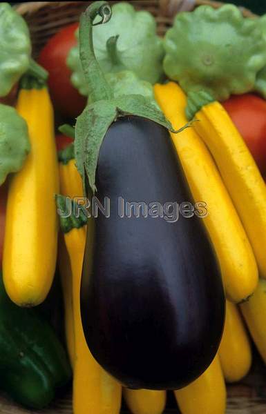 Eggplant 'Black Beauty'