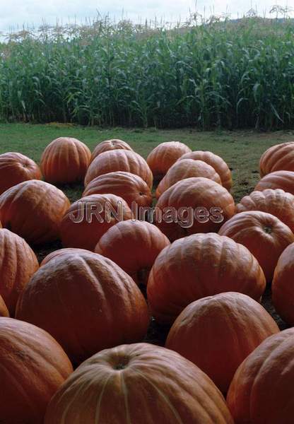 Pumpkin 'Prizewinner'