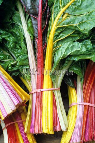 Swiss chard 'Bright Lights'