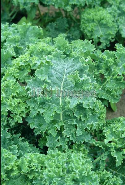 Kale 'Curled Vates'