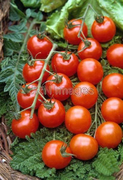 Tomato 'Sweet 100'