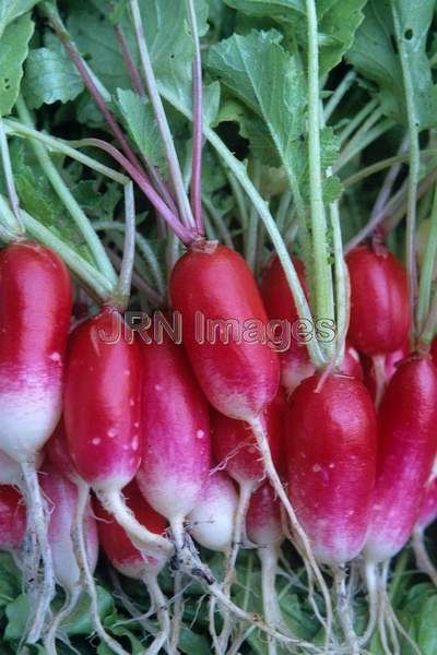 Radish 'French Breakfast'