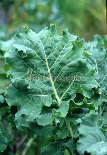 Kale 'Winterbor'