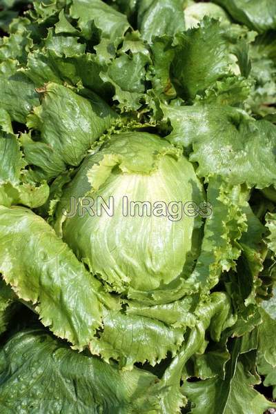 Lettuce 'Iceburg'