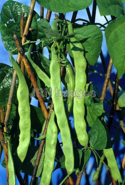 Pole bean 'Romano'