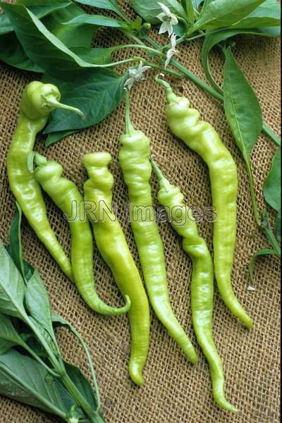 Pepper 'Pepperoncini Long'