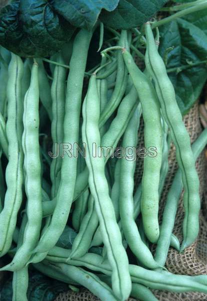 Pole bean 'Kentucky Wonder'