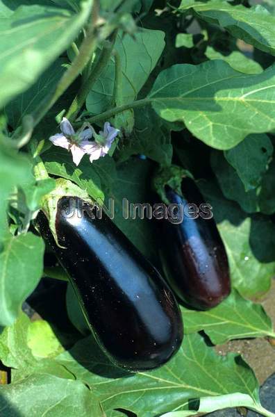 Eggplant 'Elite'