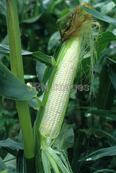 Sweet corn 'Argent'