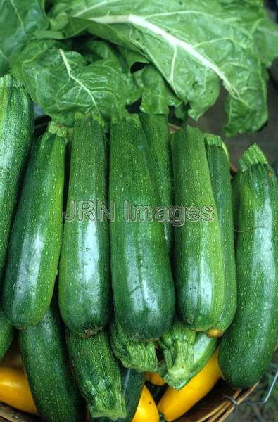 Zucchini squash