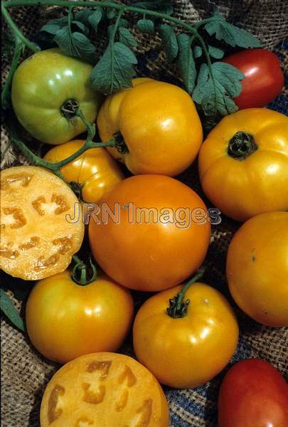 Tomato 'Husky Yellow'