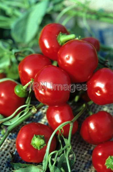 Pepper 'Hot Cherry'