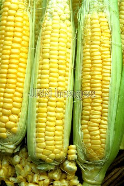 Sweet corn 'Golden Bantam'