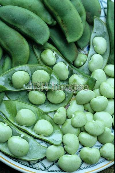 Lima bean 'Fordhook'