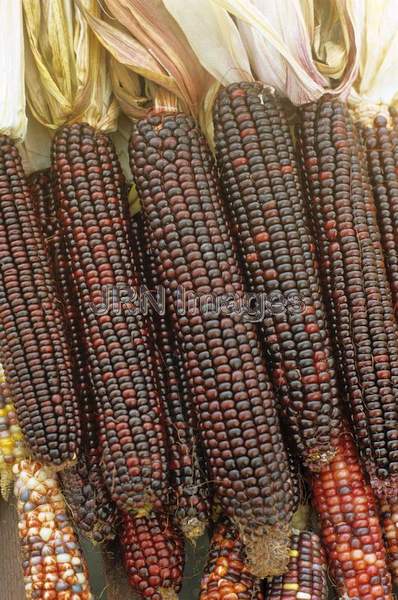 Ornamental corn 'Mahogany'