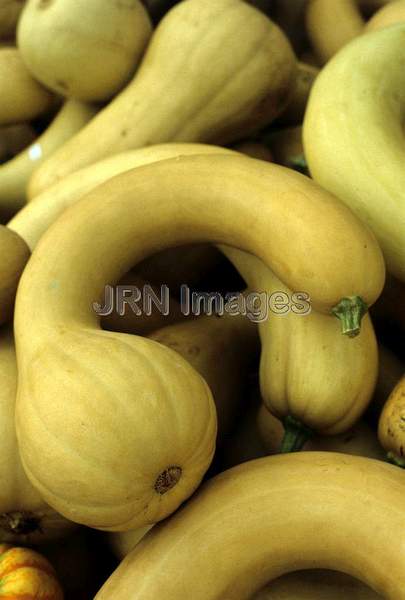 Squash 'Golden Crookneck Cushaw'