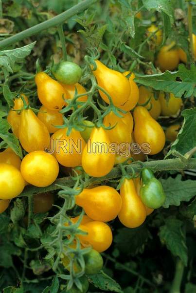 Tomato 'Yellow Pear'