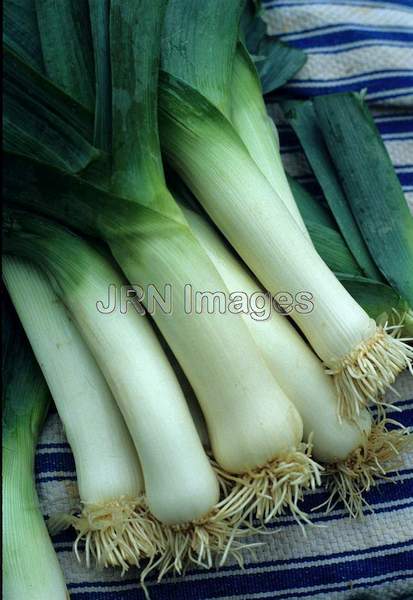 Leek 'King Richard'