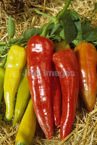 Pepper 'Hungarian Sweet'