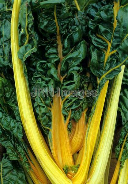 Swiss chard 'Golden'