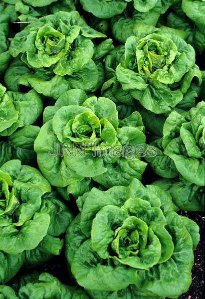 Lettuce 'Buttercrunch'