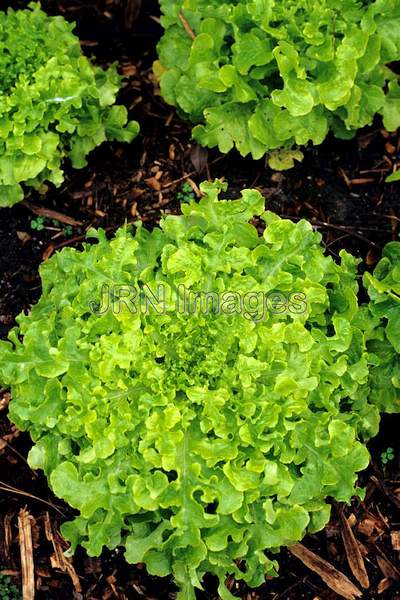 Lettuce 'Salad Bowl'