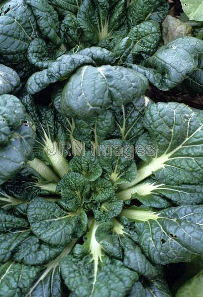 Chinese cabbage 'Tah Tsai'