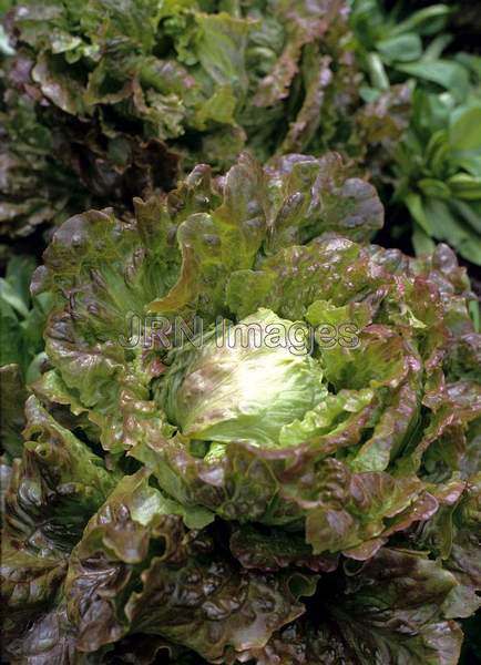 Lettuce 'All Seasons'