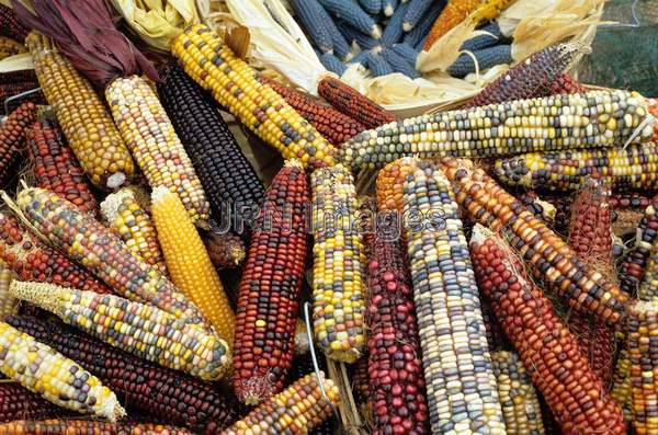 Ornamental Corn