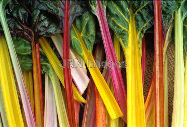 Swiss chard 'Bright Lights'