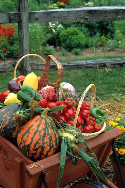 Vegetable harvest