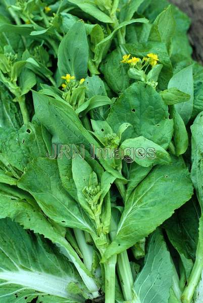 Chinese cabbage 'Pak Choi'