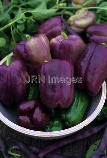 Pepper 'Purple Beauty'