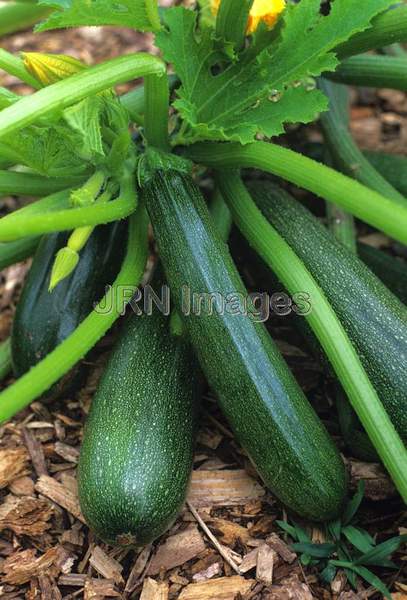 Zucchini squash