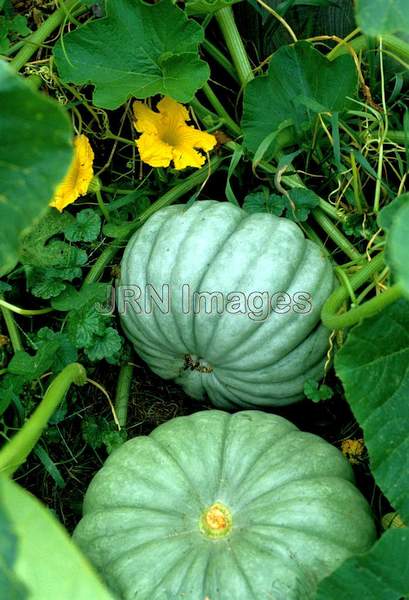 Squash 'Jarrahdale'