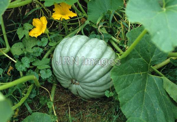 Squash 'Jarrahdale'