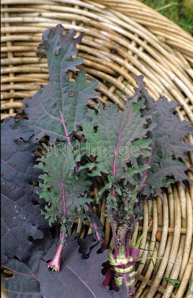 Kale 'Redbor'