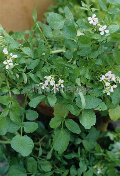 Watercress