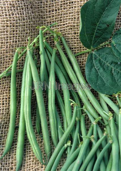 Bush bean 'French Filet'