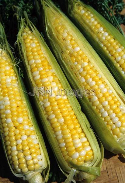 Sweet corn 'Bicolor'